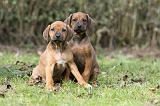 RODESIAN RIDGEBACK 186